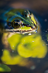 BB 15 0558 / Pelophylax esculentus / Hybridfrosk